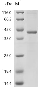 Recombinant Plasmodium falciparum Thrombospondin-related anonymous protein (TRAP), partial