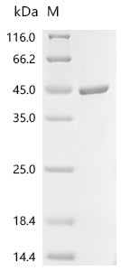 Recombinant Vaccinia virus Envelope protein H3 (OPG108), partial
