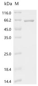 Recombinant Streptococcus pyogenes C5a peptidase (scpA), partial