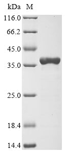 Recombinant Human cytomegalovirus Capsid scaffolding protein (UL80) (A143V,V207A), partial