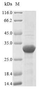 Recombinant Streptomyces globisporus Lysozyme M1 (acm)