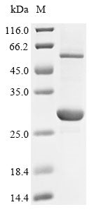 Recombinant Hypoderma lineatum Hypodermin-A