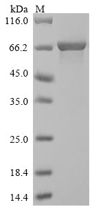 Recombinant Saccharomyces cerevisiae Alpha-1,3-mannosyltransferase MNT3 (MNT3), partial
