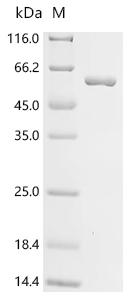 Recombinant Vaccinia virus Envelope protein H3 (OPG108) (X27S,X28S,X29S), partial, Biotinylated