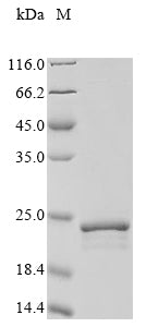 Recombinant Halobacterium halobium Bacteriorhodopsin (bop), partial