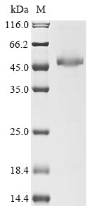 Recombinant Escherichia coli NAD-dependent dihydropyrimidine dehydrogenase subunit PreA (preA)