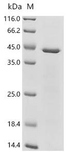 Recombinant Feline calicivirus Capsid protein VP1, partial
