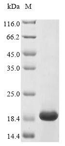 Recombinant Lactococcus lactis subsp. lactis Lantibiotic nisin-Z (nisZ)