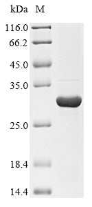 Recombinant Hypoderma lineatum Hypodermin-B