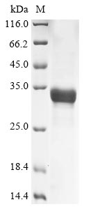 Recombinant Dermatophagoides pteronyssinus Mite allergen Der p 3 (DERP3)