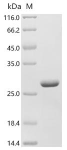 Recombinant Glycine max Stress-induced protein SAM22 (PR-10)