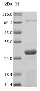 Recombinant Yersinia enterocolitica Protein YopB (yopB), partial
