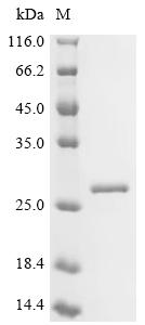 Recombinant Pseudomonas putida Arginine/ornithine antiporter (arcD), partial