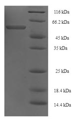 Recombinant Cryptomeria japonica Polygalacturonase