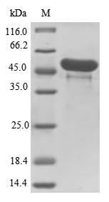 Recombinant Clostridium botulinum C phage Main hemagglutinin component type C (HA-33)