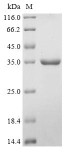Recombinant Clostridium acetobutylicum Acetoacetate decarboxylase (adc)