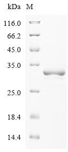 Recombinant Clostridium acetobutylicum Acetoacetate decarboxylase (adc)