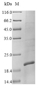 Recombinant Escherichia coli Chorismate pyruvate-lyase (ubiC)
