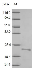 Recombinant Yersinia pestis F1 capsule antigen (caf1)