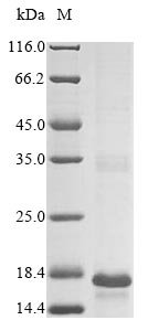 Recombinant Yersinia kristensenii Heat-stable enterotoxin (yst)