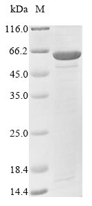 Recombinant Saccharomyces cerevisiae Aminopeptidase Y (APE3)