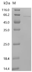 Recombinant Malus domestica 1-aminocyclopropane-1-carboxylate synthase (ACS-1)