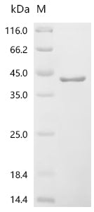 Recombinant Saccharomyces cerevisiae Small ribosomal subunit protein RACK1 (ASC1)