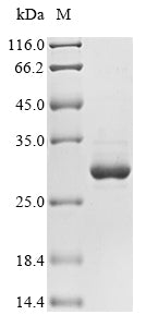 Recombinant Momordica charantia Ribonuclease MC