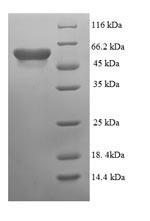 Recombinant Escherichia coli Cytosine deaminase (codA)