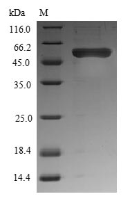 Recombinant Xenopus laevis Protein Wnt-8 (wnt8)