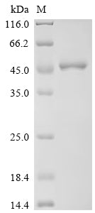 Recombinant Human Guanine nucleotide-binding protein G (q) subunit alpha (GNAQ)