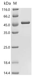 Recombinant Human Guanine nucleotide-binding protein G (q) subunit alpha (GNAQ)