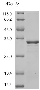 Recombinant Candida albicans Hyphally-regulated protein (HYR1), partial