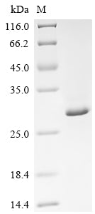 Recombinant Escherichia coli CsgBAC operon transcriptional regulatory protein (csgD)