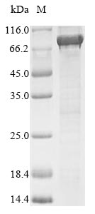 Recombinant Escherichia coli Constitutive lysine decarboxylase (ldcC)