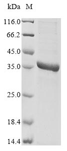 Recombinant Human herpesvirus 6A Triplex capsid protein 1 (TRX1)