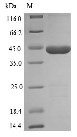 Recombinant Escherichia coli dITP/XTP pyrophosphatase (rdgB)