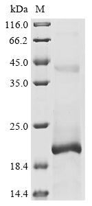 Recombinant Human herpesvirus 6A G-protein coupled receptor homolog U51 (U51), partial