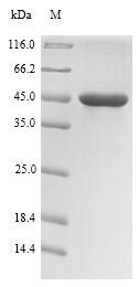 Recombinant Pseudomonas aeruginosa Regulatory protein RhlR (rhlR)