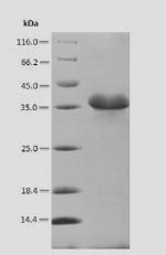 Recombinant Glycine max Cell division cycle protein 48 homolog (CDC48), partial