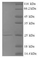 Recombinant Mouse Thioredoxin reductase-like selenoprotein T (Selenot)