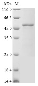 Recombinant Mycobacterium tuberculosis Cell division protein FtsZ (ftsZ)