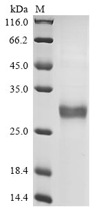 Recombinant Necator americanus Ancylostoma secreted protein 2 (ASP2)