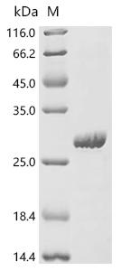 Recombinant Human Endogenous retrovirus group K member 113 Pro protein (HERVK_113)