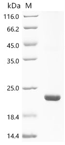Recombinant Escherichia coli O157:H7 Uncharacterized protein yqgB (yqgB)