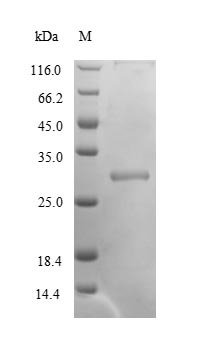 Recombinant Triticum aestivum Glutenin, high molecular weight subunit PC237, partial