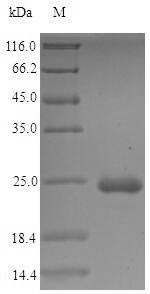 Recombinant Erwinia amylovora Major outer membrane lipoprotein (lpp)
