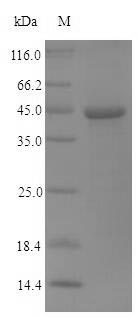 Recombinant Human parvovirus B19 Non-capsid protein NS-1 (NS1), partial