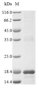 Recombinant Staphylococcus epidermidis Lantibiotic epidermin (epiA)