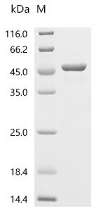 Recombinant Neisseria gonorrhoeae Probable peptidoglycan D,D-transpeptidase PenA (penA), partial